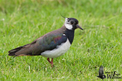 Adult  Northern Lapwing in breeding plumage