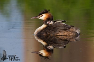 Adult Great Crested Grebe (ssp.  cristatus ) with chick