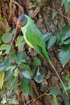 Slaty-headed Parakeet (Psittacula himalayana)