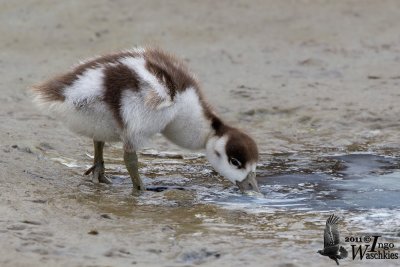 Juvenile Common Shelduck