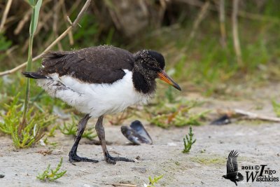 Juvenile Eurasian Oystercatcher (ssp. ostralegus )