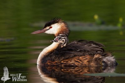 Adult Great Crested (ssp.  cristatus ) grebe with chick