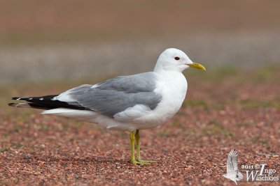 Adult Mew Gull (ssp. canus )