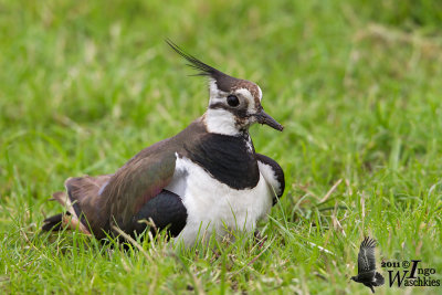 Adult female Northern Lapwing in breeding plumage