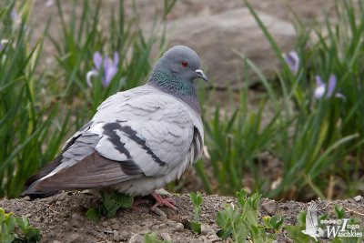 Hill Pigeon (Columba rupestris)