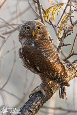 Adult Asian Barred Owlet