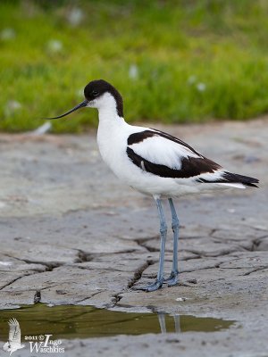 Adult Pied Avocet