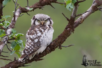 Adult Northern Hawk-Owl (ssp.  ulula )