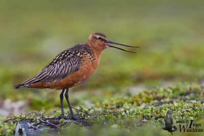 Adult male Bar-tailed Godwit (ssp.  lapponica ) in breeding plumage