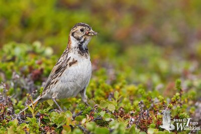Adult female Lapland Longspur (ssp. lapponicus ) in breeding plumage
