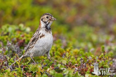 Lapland Longspur (Calcarius lapponicus)