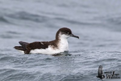 Adult Manx Shearwater