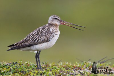 Adult female Bar-tailed Godwit (ssp.   lapponica ) in breeding plumage