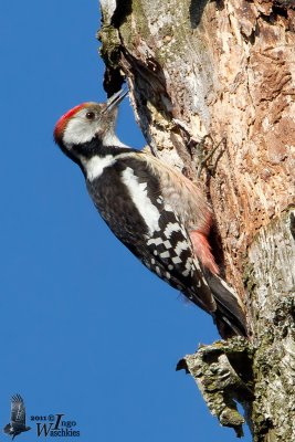 Adult Middle Spotted Woodpecker (ssp.  medius )