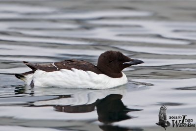 Adult Thick-billed Murre