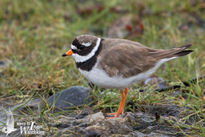 Adult male Common Ringed Plover (ssp.  tundrae ) in breeding plumage