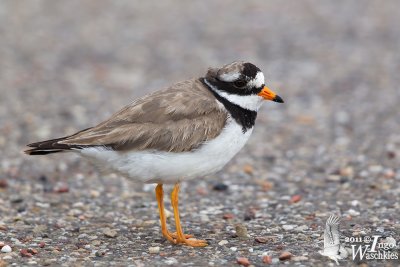 Adult male Common Ringed Plover (ssp.  hiaticula ) in worn breeding plumage