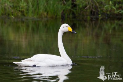 Adult Whooper Swan