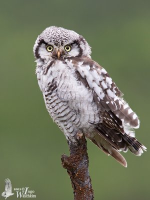 Adult Northern Hawk-Owl (ssp.  ulula )