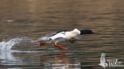 Adult male Common Merganser (ssp. <em>merganser</em>) in breeding plumage