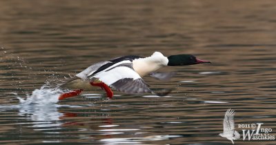 Adult male Common Merganser (ssp.  merganser ) in breeding plumage