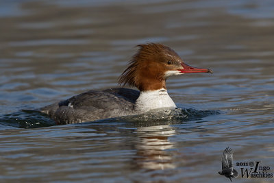 Adult female Common Merganser (ssp. merganser)