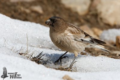 Brandt's Mountain Finch (Leucosticte brandti)