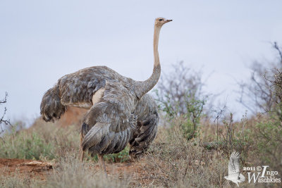 Adult female Somali Ostrich