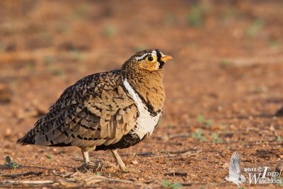 Black-faced Sandgrouse (Pterocles decoratus)