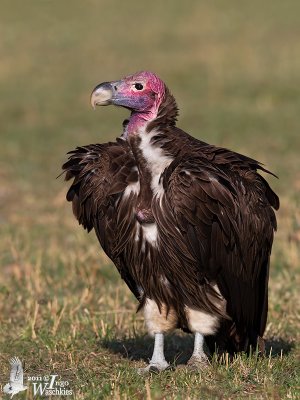 Adult Lappet-faced Vulture