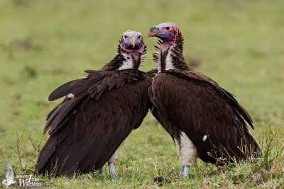 Adult Lappet-faced Vultures