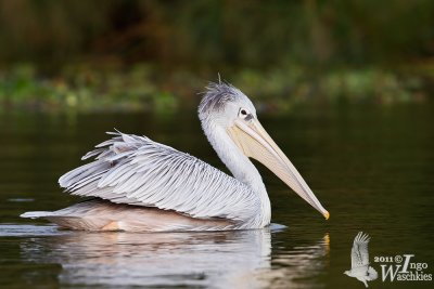 Adult Pink-backed Pelican in breeding plumage