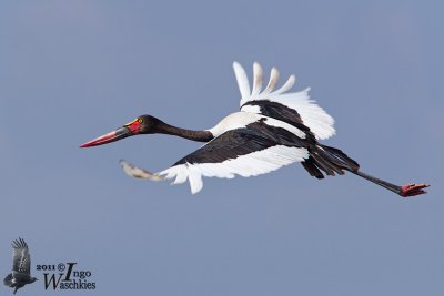 Adult female Saddle-billed Stork