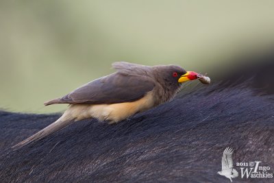 Adult Yellow-billed Oxpecker