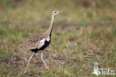 Black-bellied Bustard (Lissotis melanogaster)