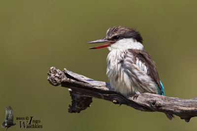 Adult female Striped Kingfisher