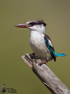 Adult male Striped Kingfisher