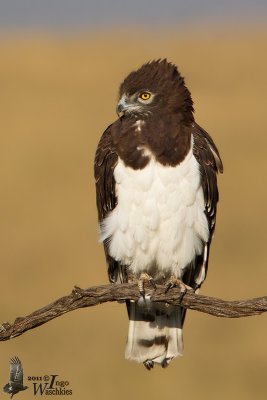Adult Black-chested Snake Eagle