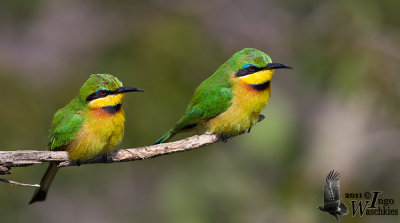 Adult Little Bee-eaters (ssp. meridionalis)