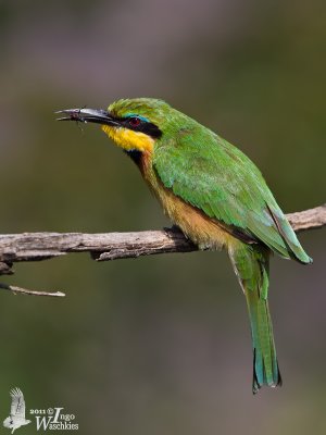 Adult Little Bee-eater (ssp. meridionalis)