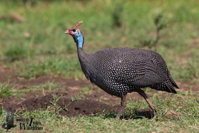 Adult Helmeted Guineafowl (ssp. reichenowi)