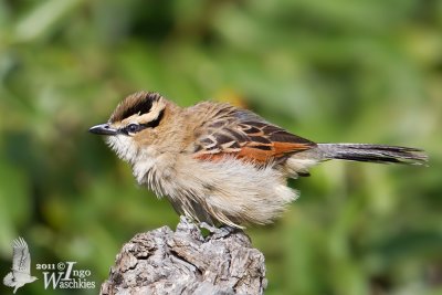 Adult Brown-crowned Tchagra