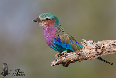 Adult Lilac-breasted Roller (ssp. caudata)