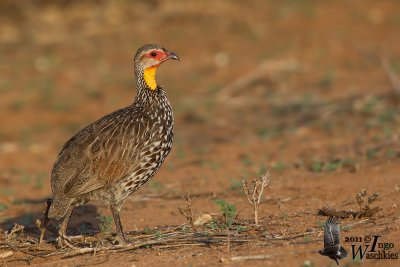 Adult Yellow-necked Spurfowl