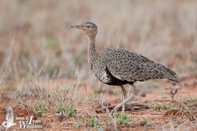 Adult female Buff-crested Bustard