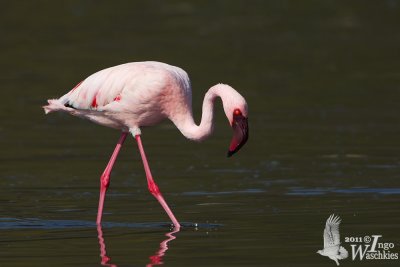 Adult Lesser Flamingo