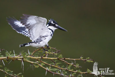 Adult male Pied Kingfisher