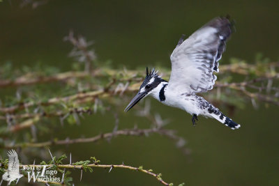 Adult female Pied Kingfisher