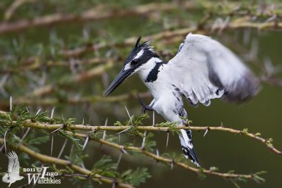 Adult female Pied Kingfisher