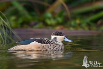 Adult male Hottentot Teal
